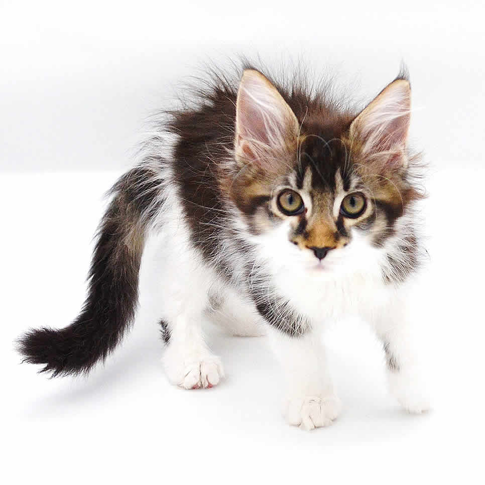 Katzensprache Maine Coon Kitten