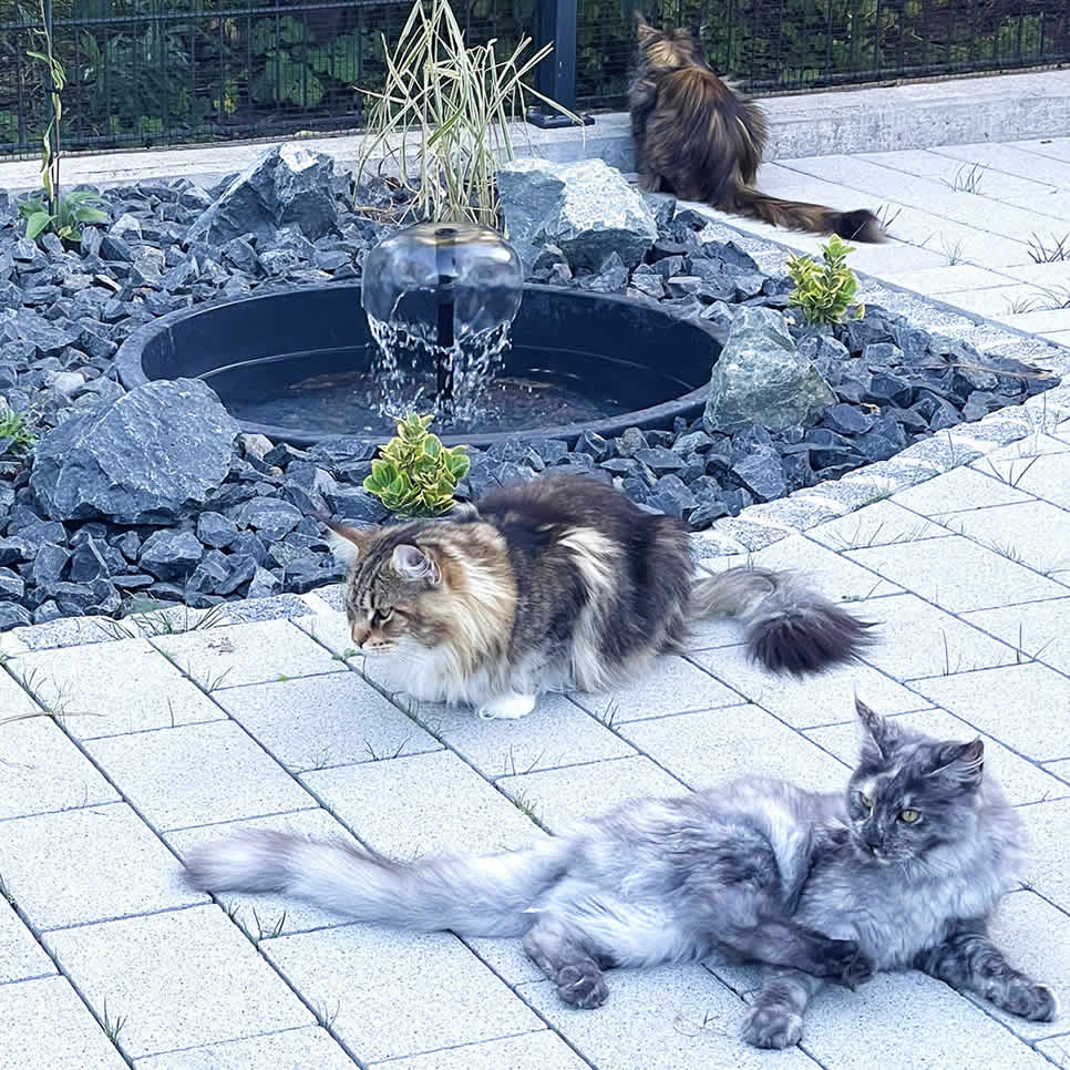 Trinkbrunnen Katzen