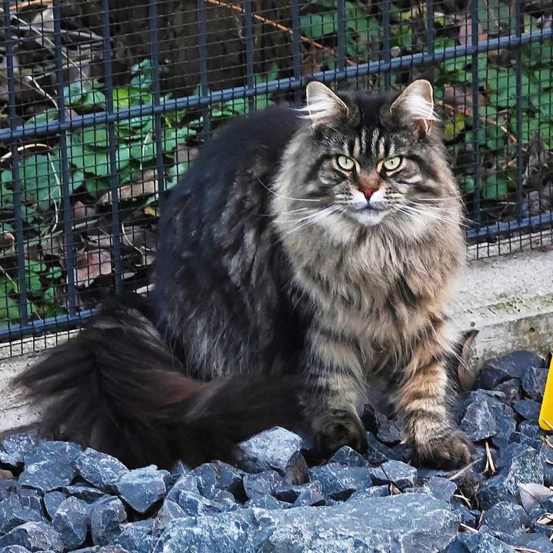 Maine Coon Journal - 10/2023 - News aus der Maine Coon Zucht