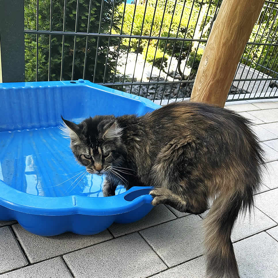 Maine Coon Katzen lieben Wasser