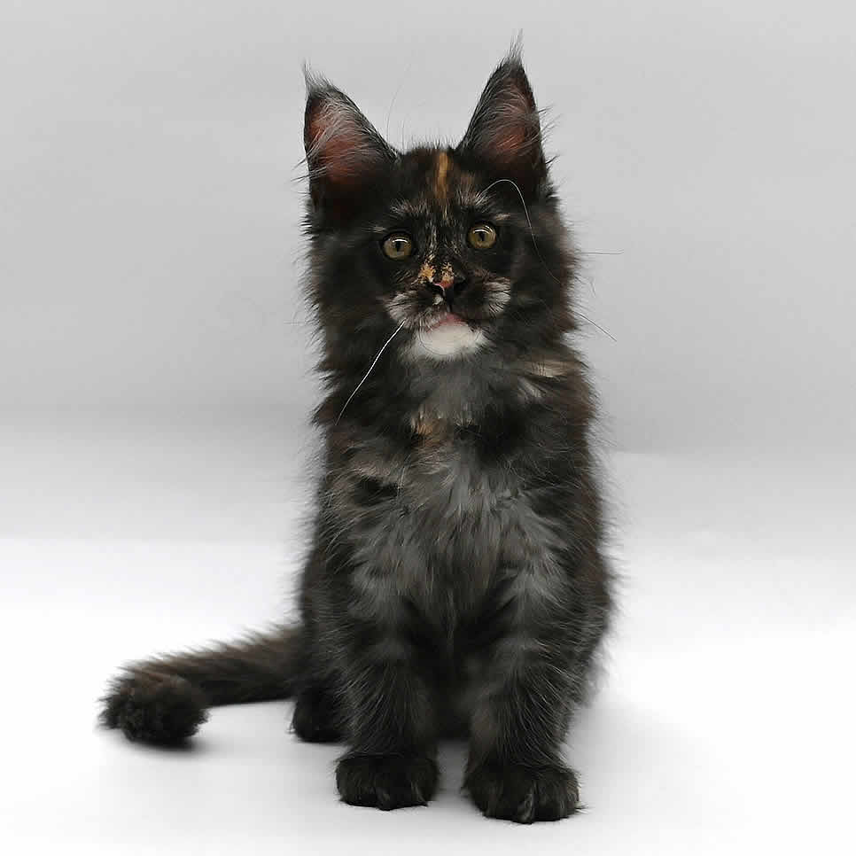 Maine Coon Baby Molly