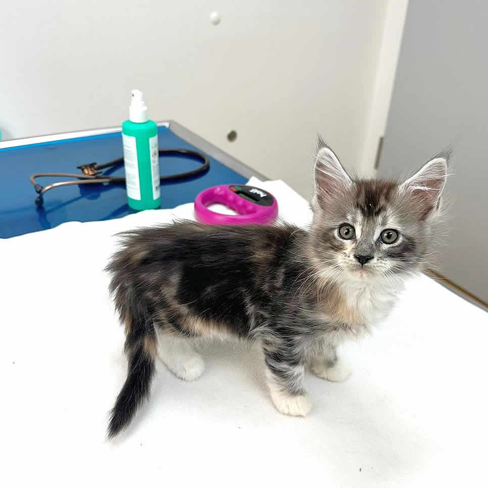 Maine Coon Baby Penny bei der Impfung