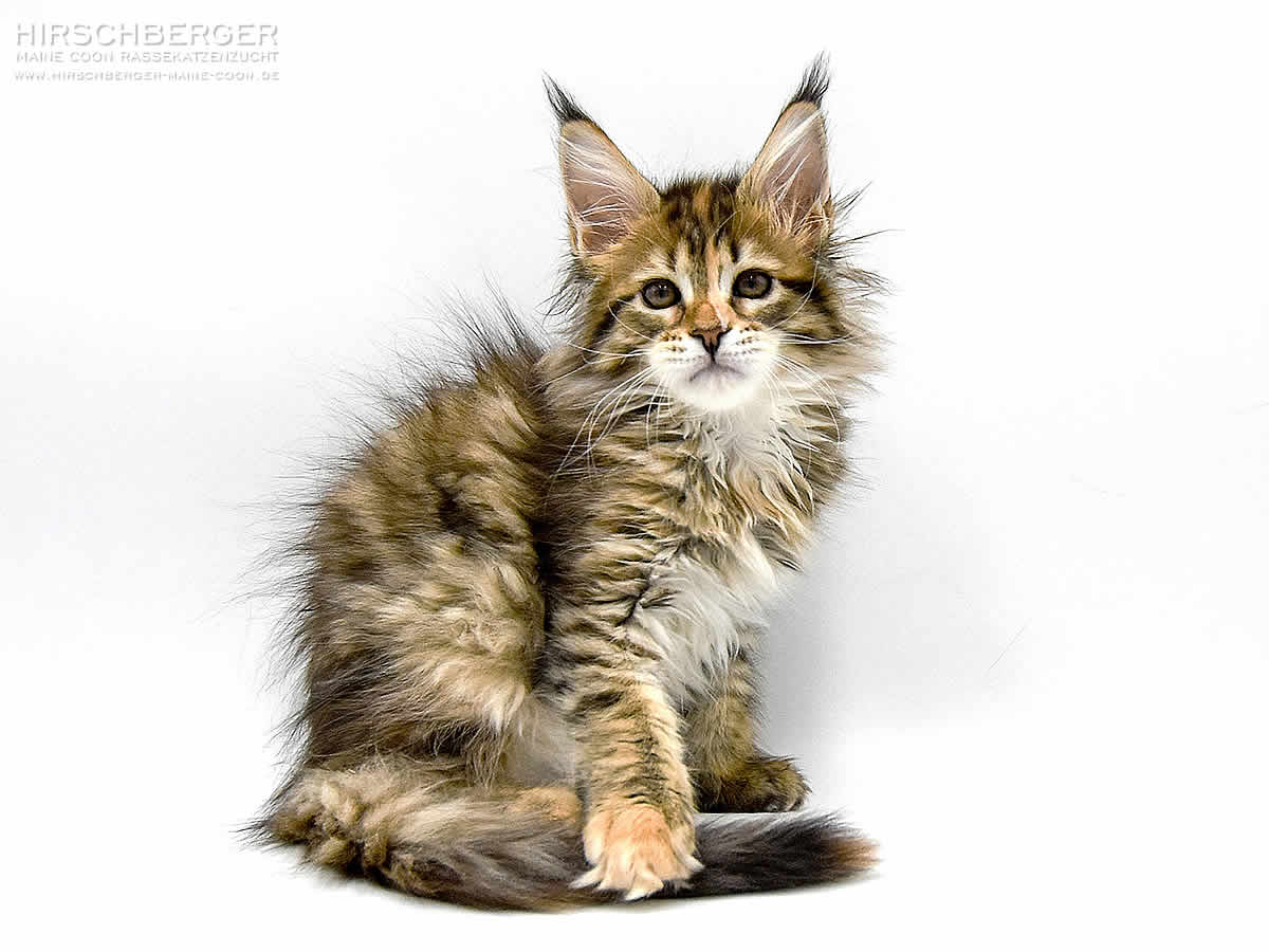 Alice Of Maine Coon Castle - 10 Wochen