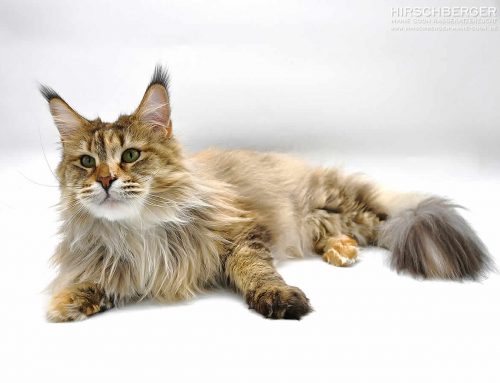 Alice of Maine Coon Castle