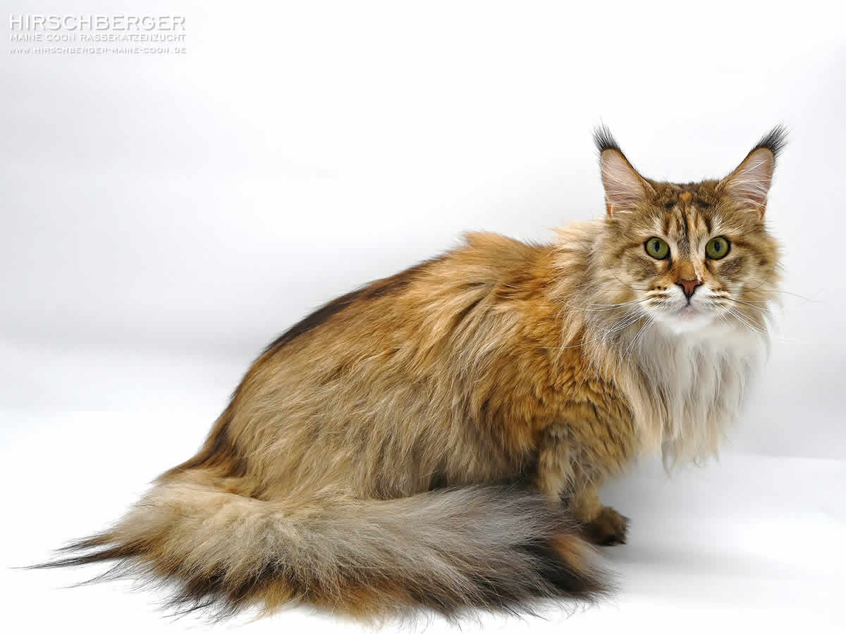 Alice Of Maine Coon Castle - 3 Jahre