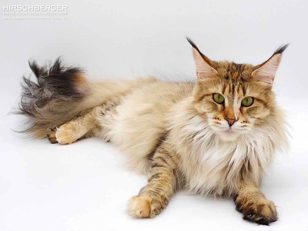 Alice of Maine Coon Castle - 9 Monate