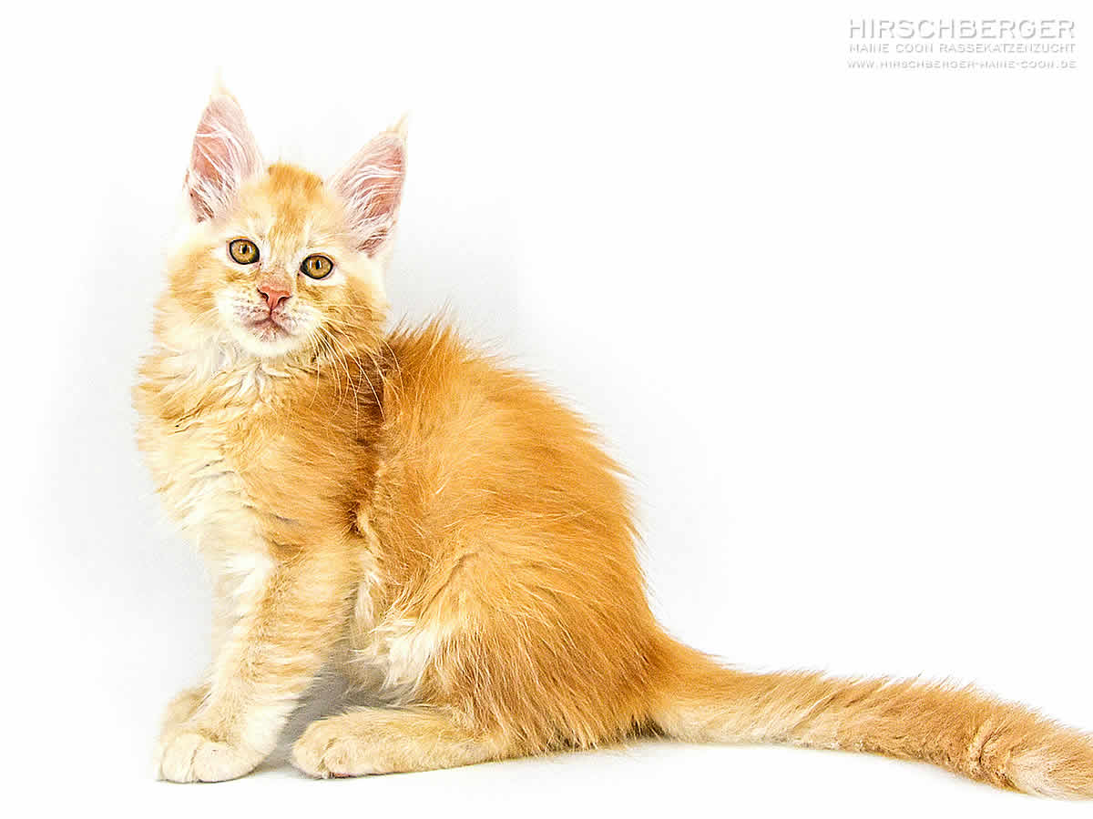 Umberto Of Maine Coon Castle - 10 Wochen