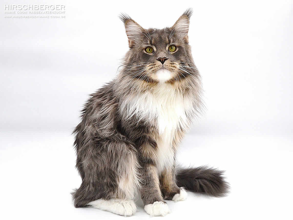 Henry of Maine Coon Castle - 2 Jahre