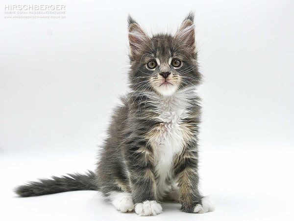 Maine Coon Deckkater ⋆ Henry ⋆ Maine Coon Zucht Deutschland