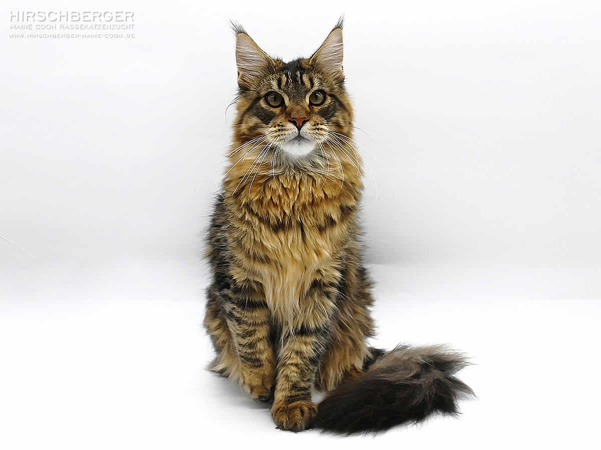 Maine Coon Zuchtkater Loki of Maine Coon Castle