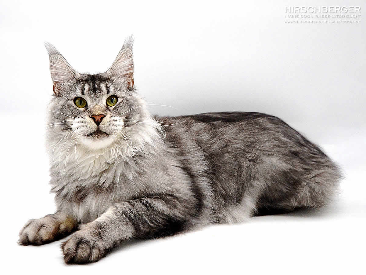 Maine Coon Kater black silver tabby ticked