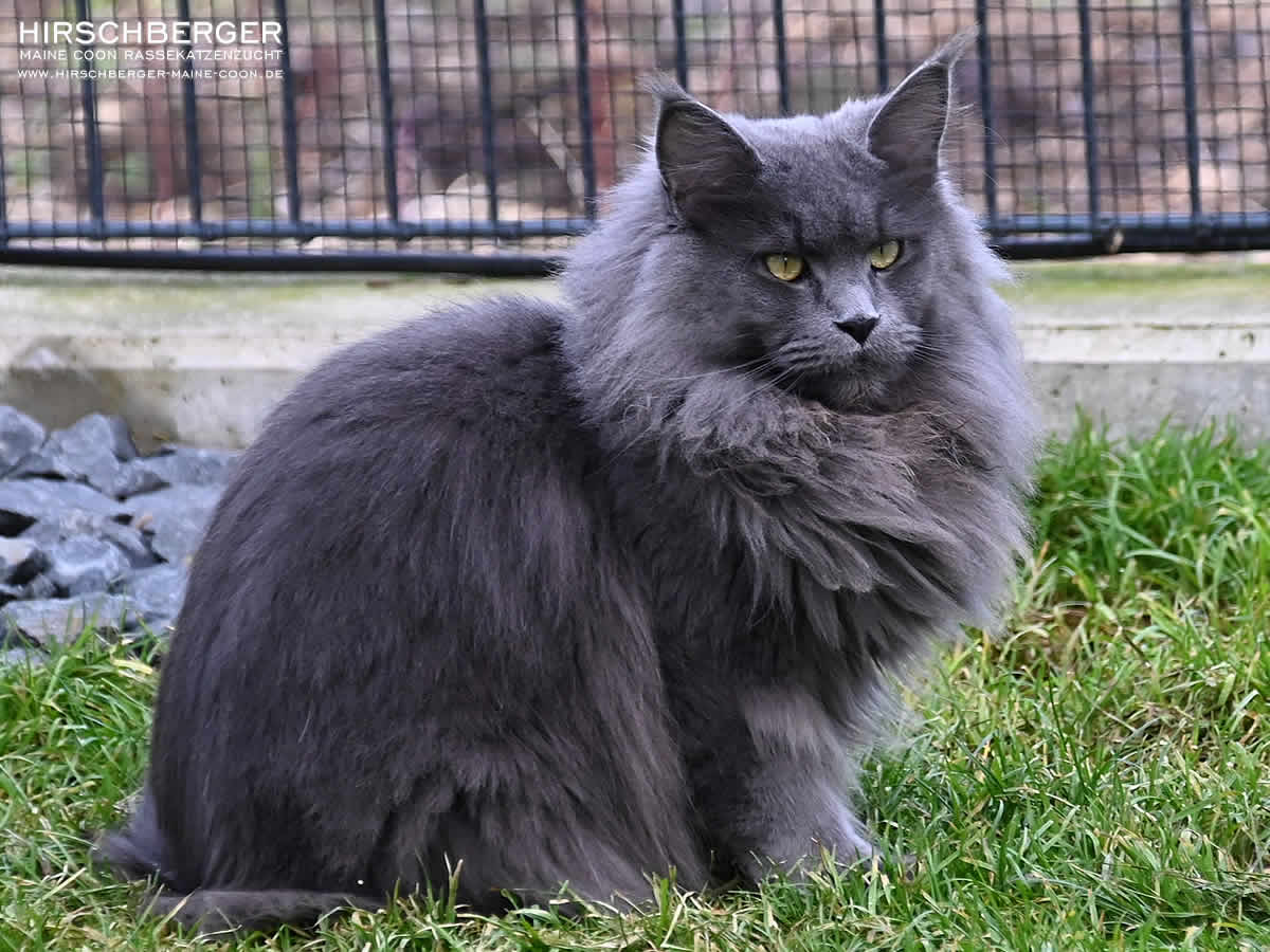 Maine Coon Blue Solid