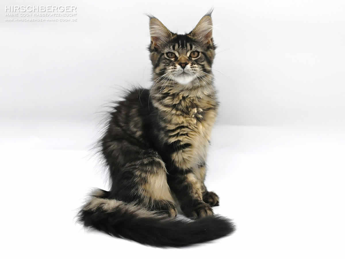 Maine Coon alter Typ