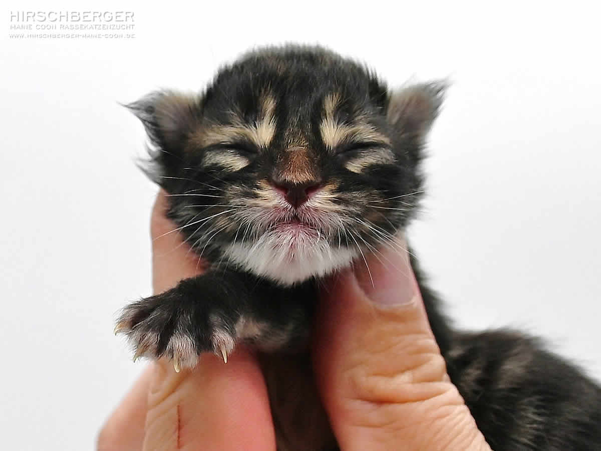 Maine Coon Kitten - Hirschberger´s Leon - 1 Tag Alt