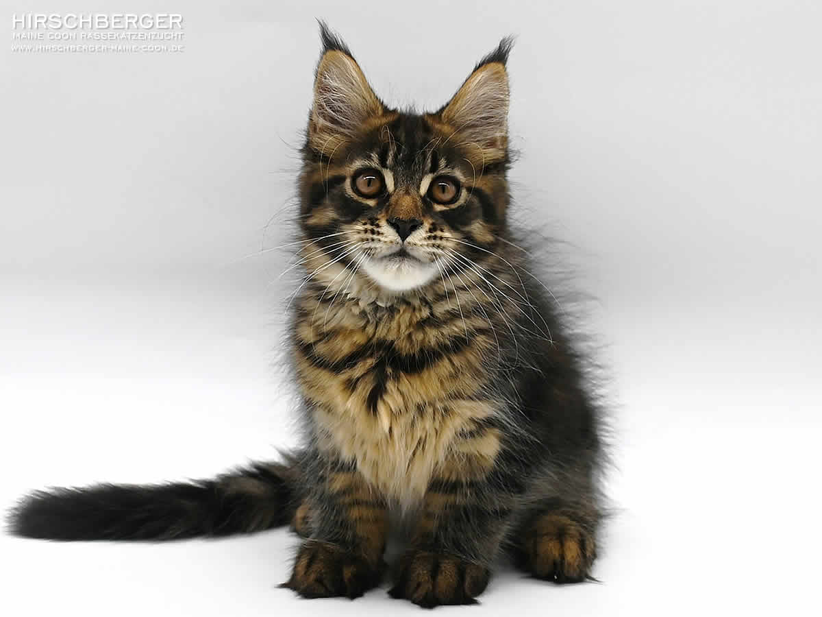 Maine Coon Kitten Hirschberger´s Leonidas - 12 Wochen