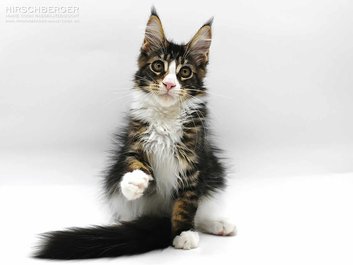 Maine Coon Baby Hirschberger´s Neo - 4 Monate