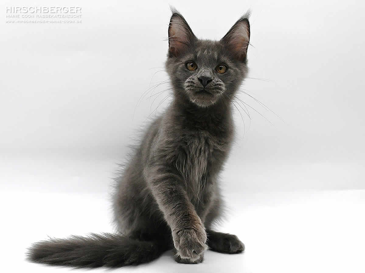 Maine Coon Kitten Hirschberger´s Odin - 4 Monate