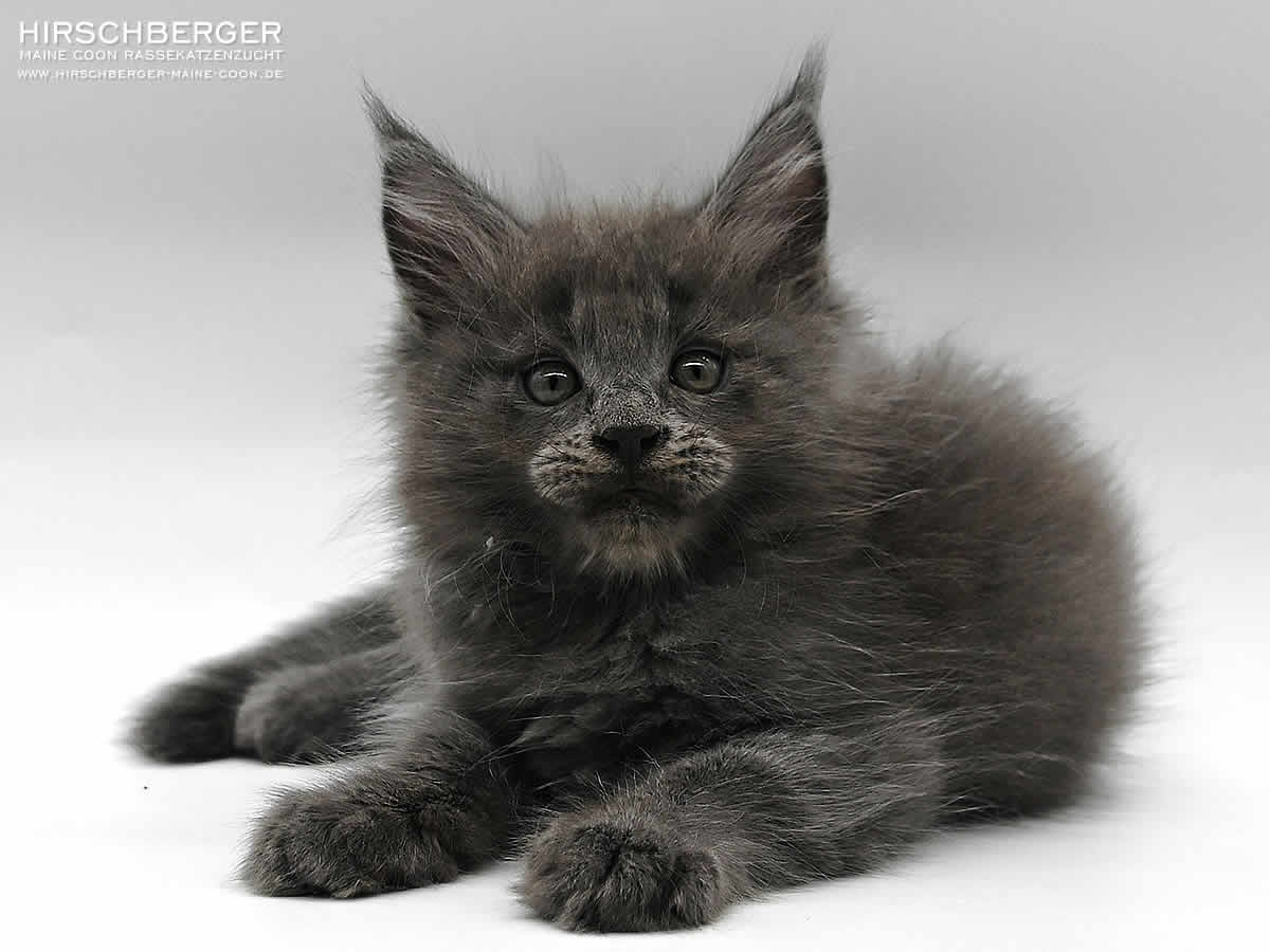 Maine Coon Kitten Hirschberger´s Odin - 8 Wochen