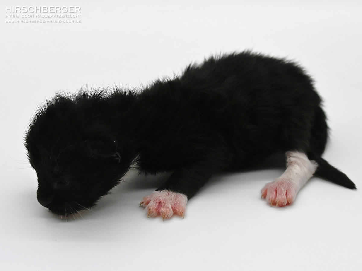 Maine Coon Kitten schwarz weiss