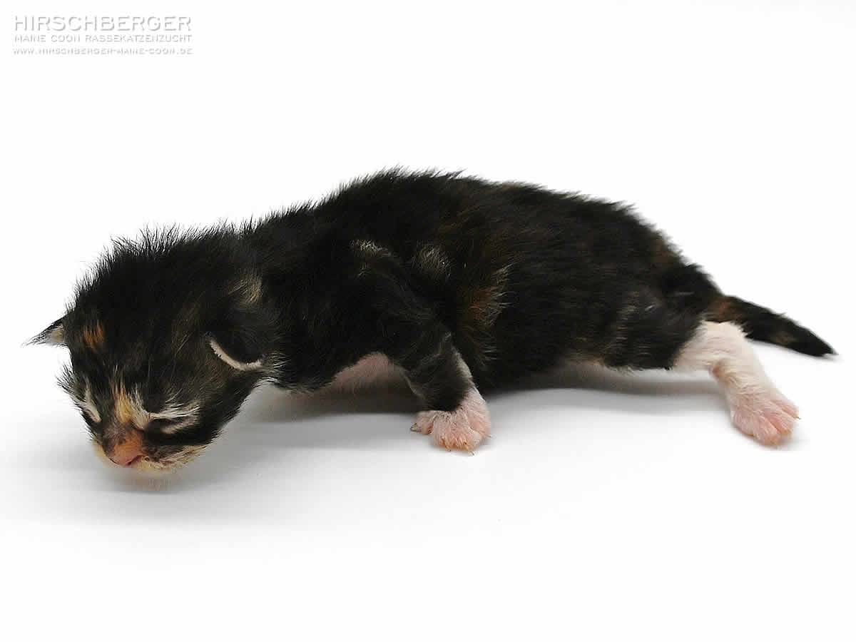 Maine Coon Kitten Hirschberger´s Pearl - 1 Woche