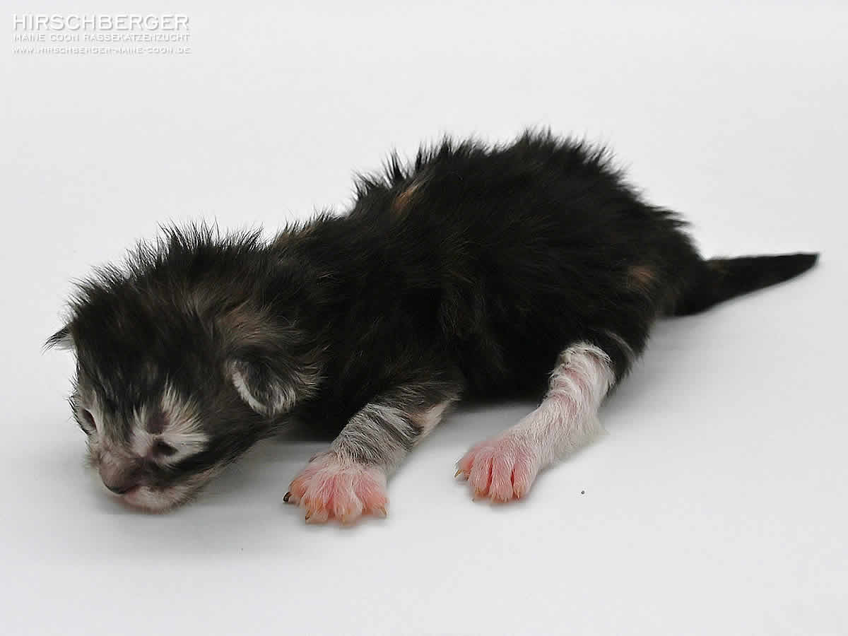 Maine Coon Baby Hirschberger´s Penny - 1 Woche