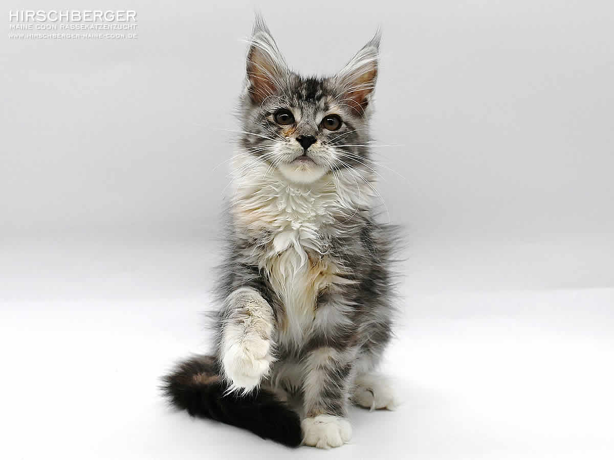 Maine Coon Baby Hirschberger´s Penny - 13 Wochen