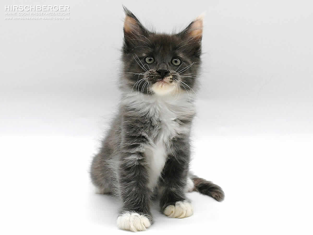 Maine Coon Kitten Hirschberger´s Pia - 8 Wochen