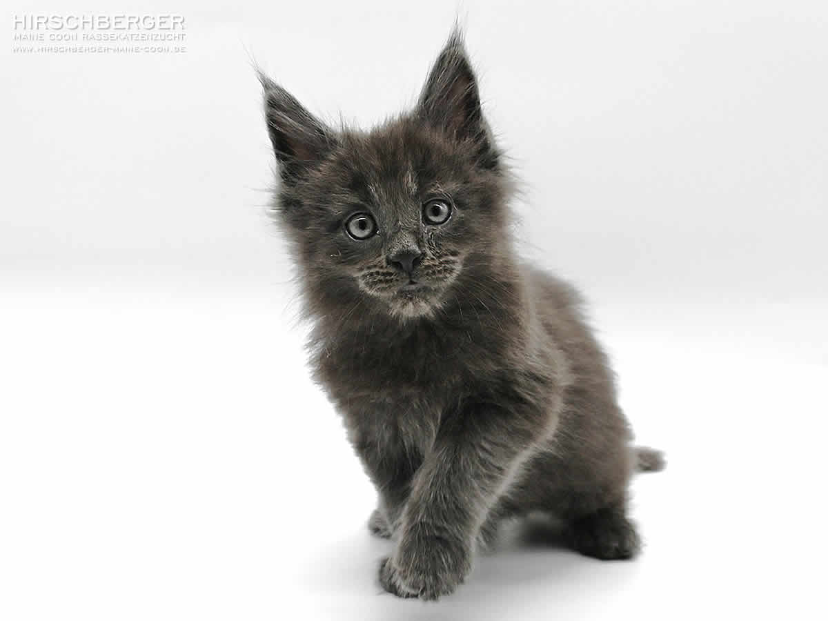 Maine Coon Kitten Hirschberger´s Rambo - 8 Wochen