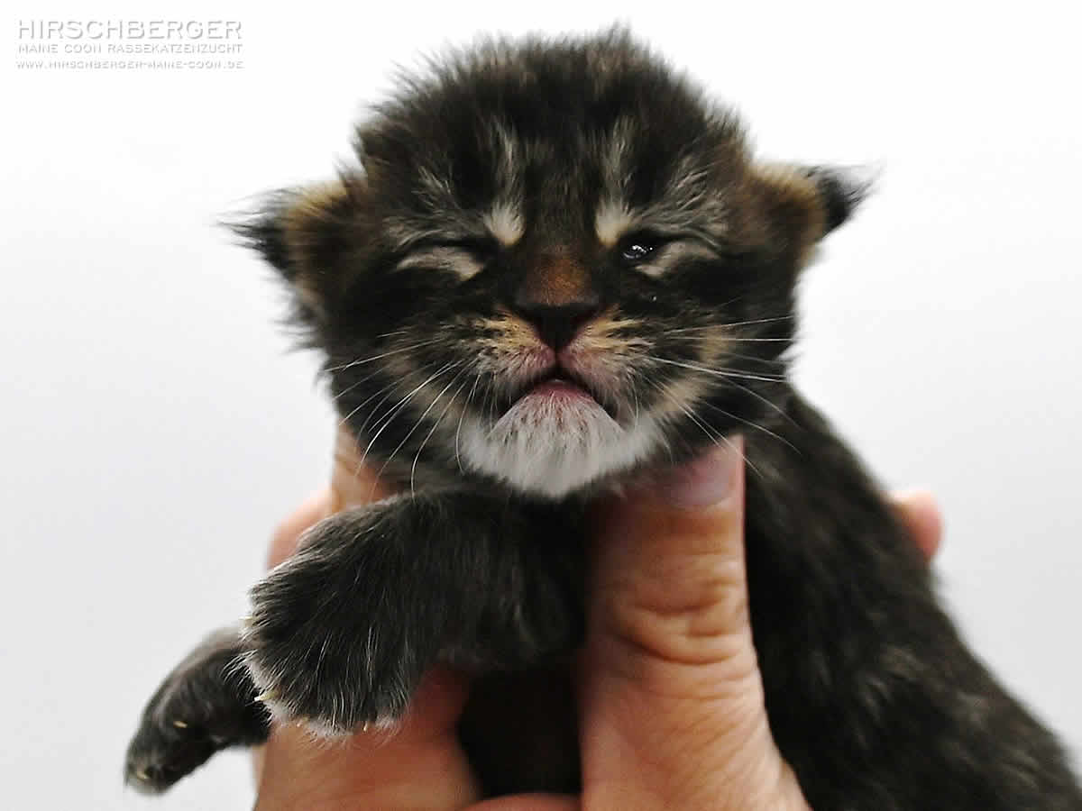 Maine Coon Kitten Hirschberger´s Scar