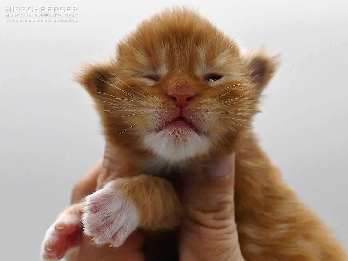 Maine Coon Kitten Hirschberger´s Sokar