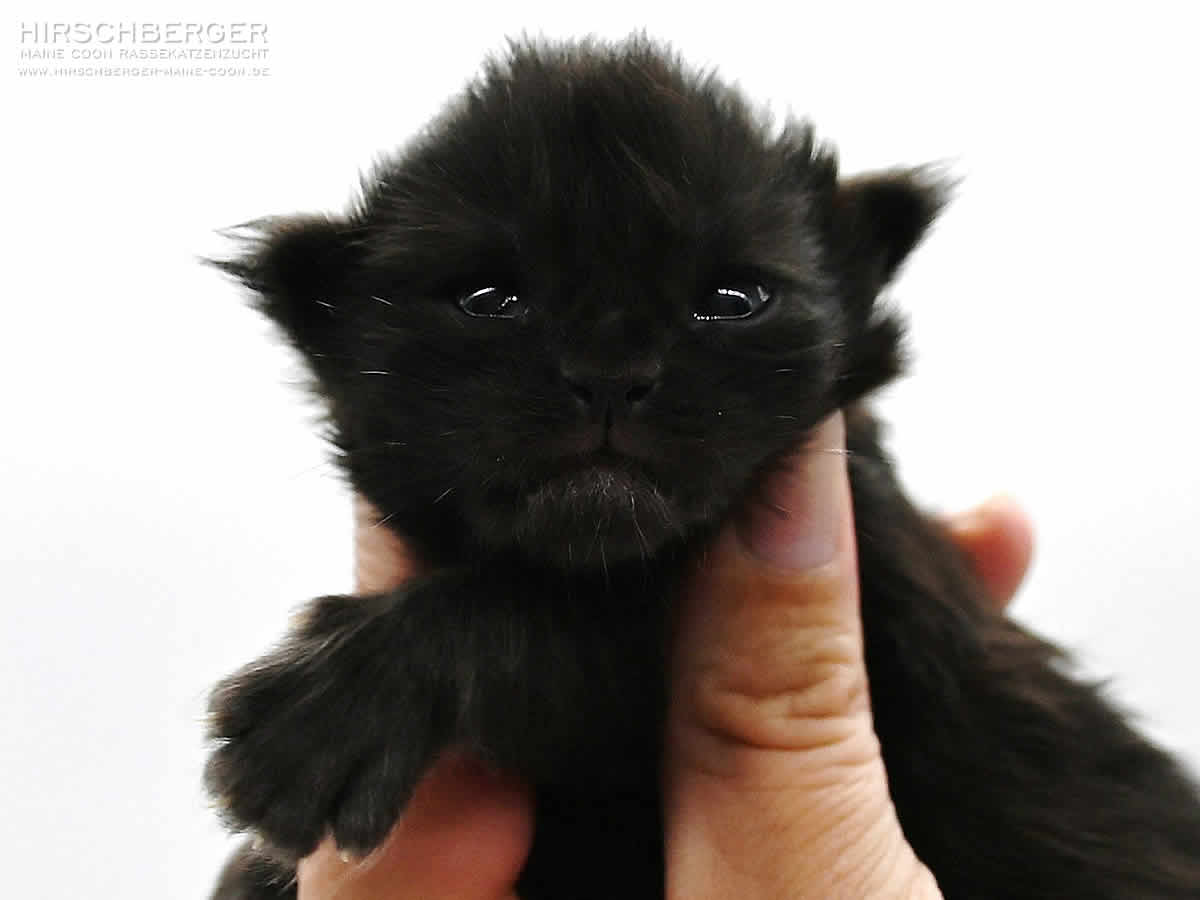 Maine Coon Kitten Hirschberger´s Sunny
