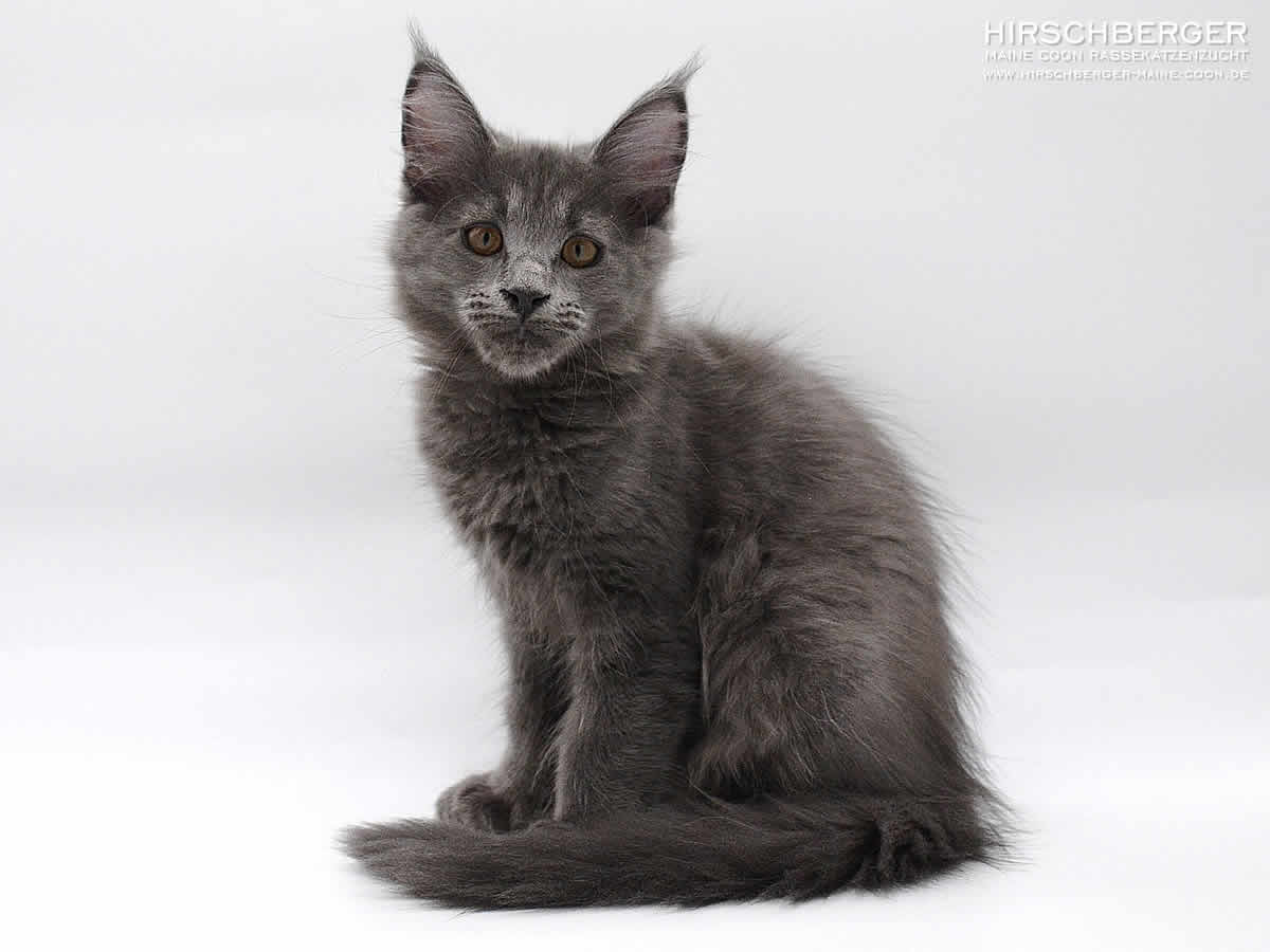 Maine Coon Baby blue solid