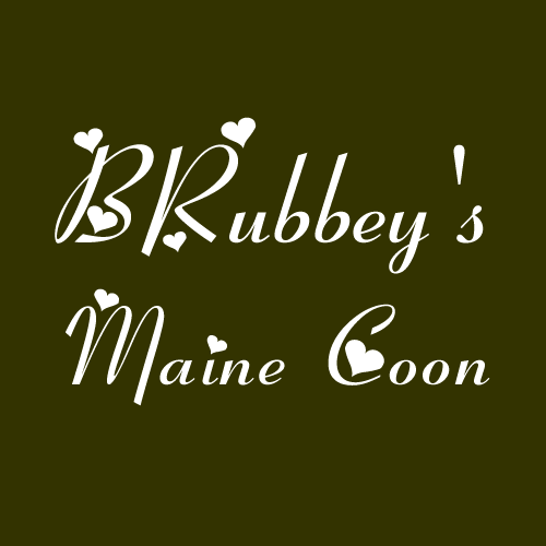 BRubbeys Maine Coon Zucht